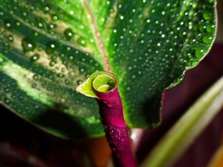 calatheaの写真素材
