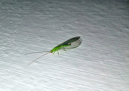 chrysopidae