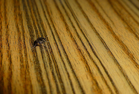 small butterfly on wooden deskの写真素材