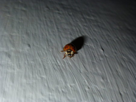 Coccinellidae-Halyzia sedecimguttata-ladybug