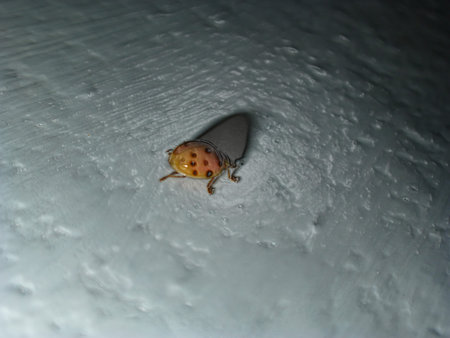 filtered Coccinellidae-Halyzia sedecimguttata-ladybug