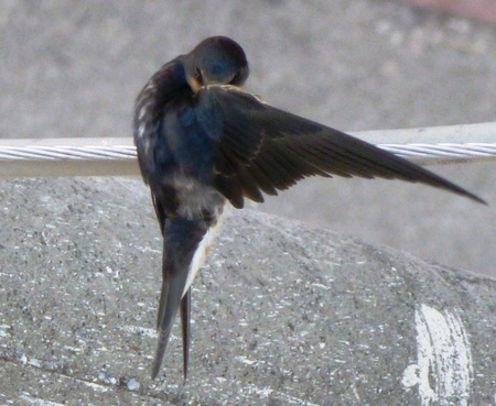 swallow on a wireの写真素材