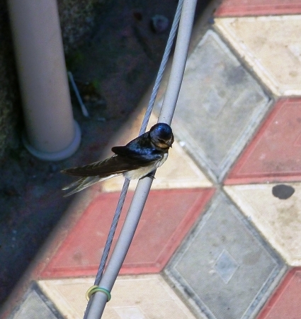 swallow on a wireの写真素材