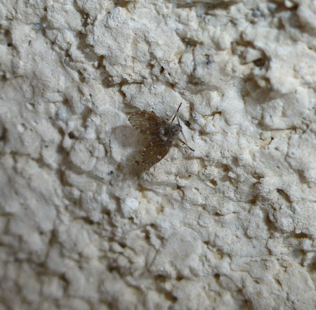 psychodidae