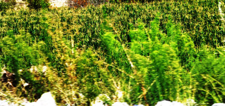 Cornfieldの写真素材