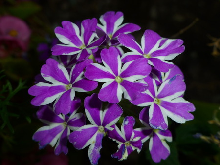 white purple flowerの写真素材