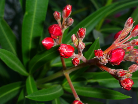 red flowersの写真素材