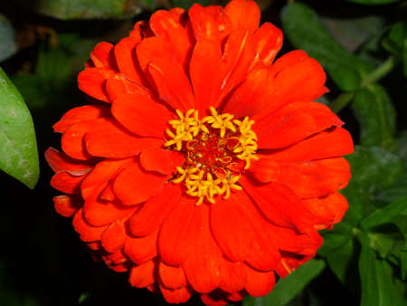 zinniaの写真素材