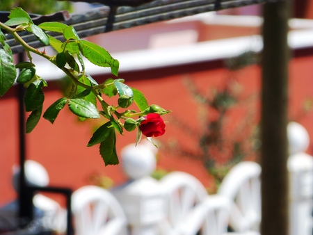 red roseの写真素材