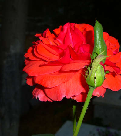 red roseの写真素材
