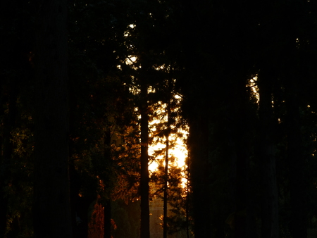 Forest with sunraysの写真素材