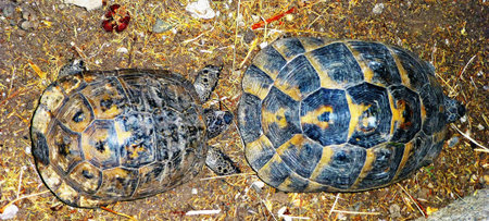 turtle matingの写真素材