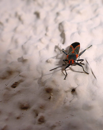 Pyrrhocoris apterus-firebug