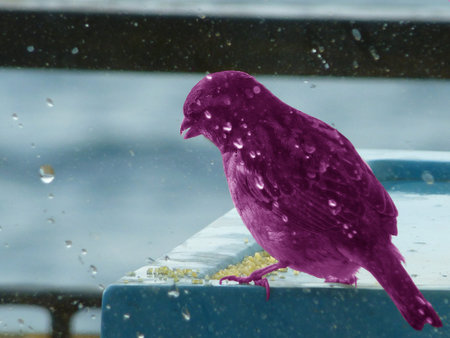 sparrow under rain purple concept
