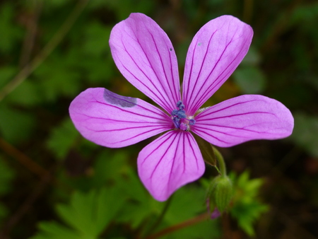 pink flowerの写真素材