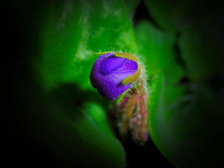 eautiful Purple Violet Flowersの写真素材