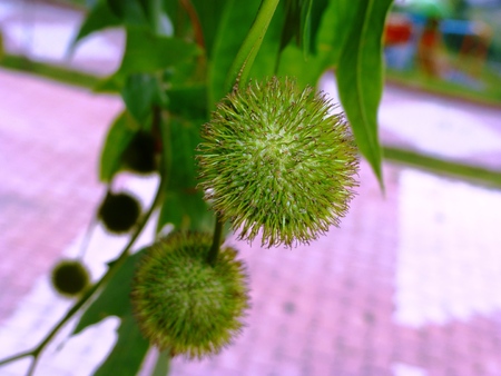 chestnut treeの写真素材