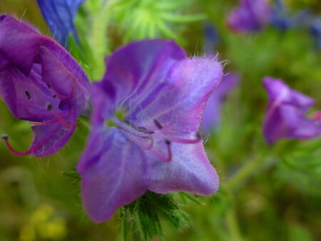 Beautiful pink flowersの写真素材