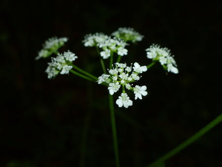 beautiful white flowersの写真素材