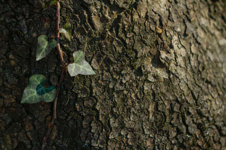 This is a pine tree in Turkey mountains.の写真素材