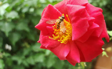 Close up bee on flower collects nectarの素材
