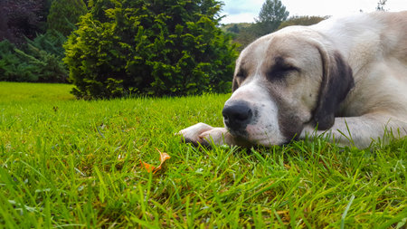 Dog sleeping on green grass