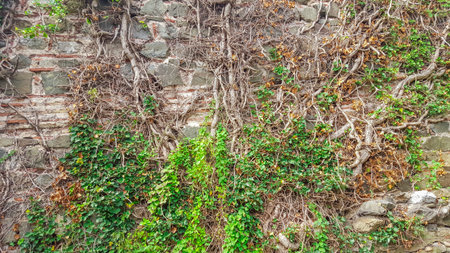Creeper on an old brick wall. October 03, 2015.