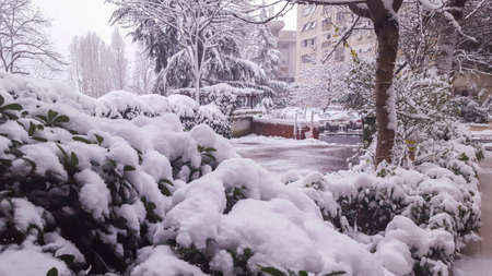 Tree and building in winter. Istanbul, Turkey - January 18, 2016.の写真素材