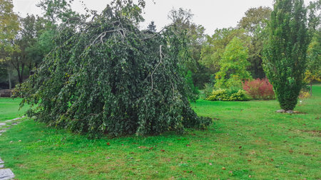 Tree with horizontal branches in the park on a sunny day. Ataturk Arboretum, Istanbul, Turkey -...