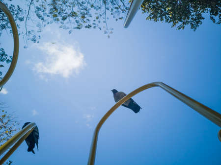 Pigeon sits on metal fencing. November 04, 2018.の写真素材