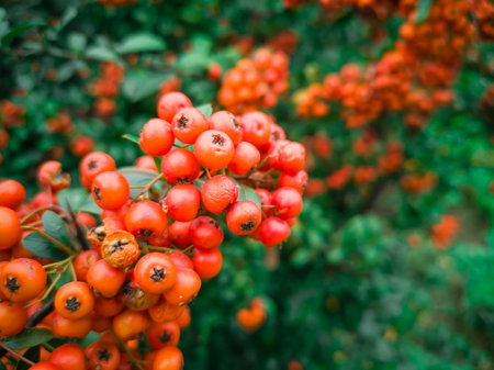 Close-up orange hackberries with nature background. December 16, 2018.