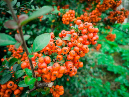 Close-up orange hackberries with nature background. December 16, 2018.の写真素材