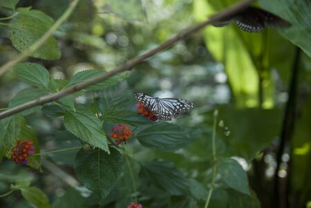 at the butterfly farm butterfly chiang mai thailandの写真素材