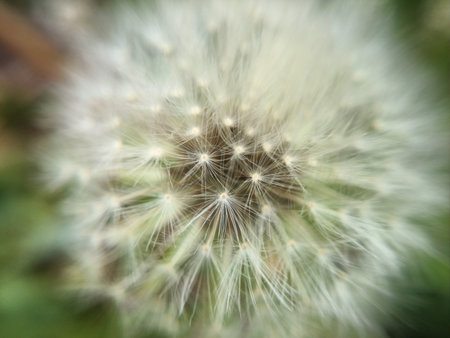 Dandelion plant
