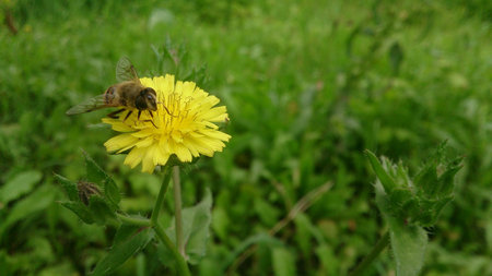 Bee on the flower