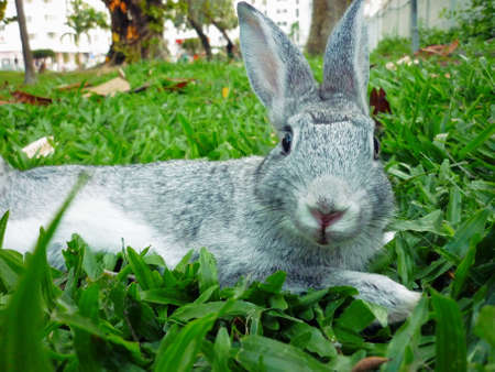 Cute rabbit in green grass  Close-up,focus on Head の写真素材