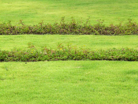 Photograph of line growing plant gardenの写真素材