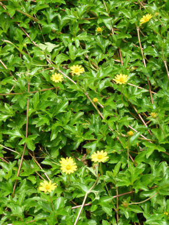 Photograph of Growing flower gardenの写真素材
