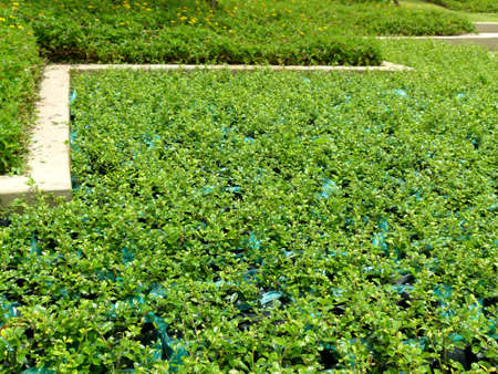 Photograph of Growing plant for gardenの写真素材