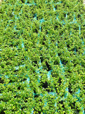 Photograph of Growing plant for gardenの写真素材