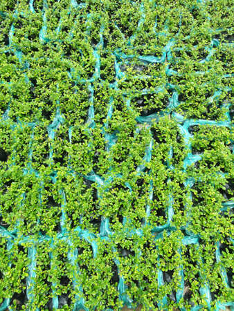Photograph of Growing plant for gardenの写真素材