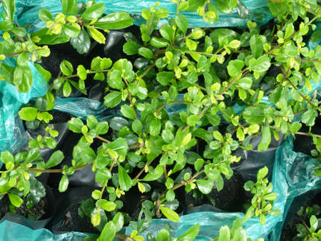 Photograph of Growing plant for gardenの写真素材