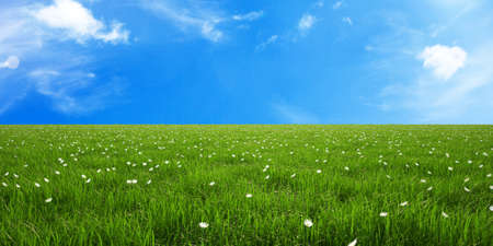 Sky and  green grassの写真素材