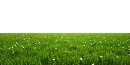 green grassの写真素材