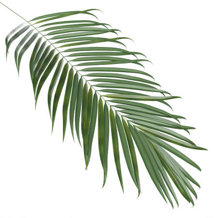 Coconut leaves abstract green nature tropical leaves palm trees. Summer concept isolated on white background. 3D Renderingの写真素材