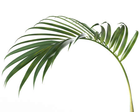 Coconut leaves abstract green nature tropical leaves palm trees. Summer concept isolated on white background. 3D Renderingの写真素材