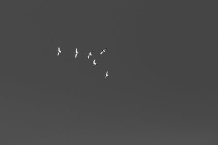 Flock of birds flying in the sky. Black and white photo.の写真素材