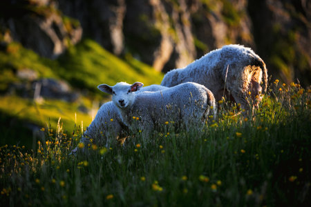 Sheep in a meadow with yellow flowers in the evening lightの写真素材