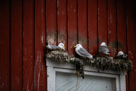 Seagulls sitting on a nest on a red wooden wall