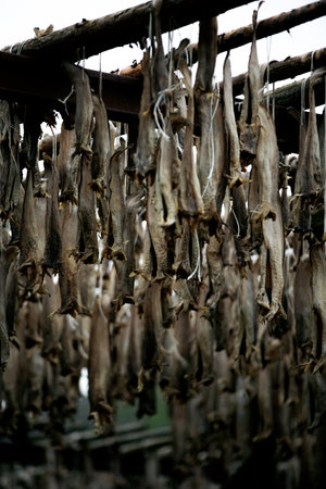 Dried fish hanging outside, Norwayの写真素材